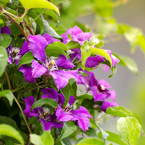 Colourful Clematis and why every garden should have them